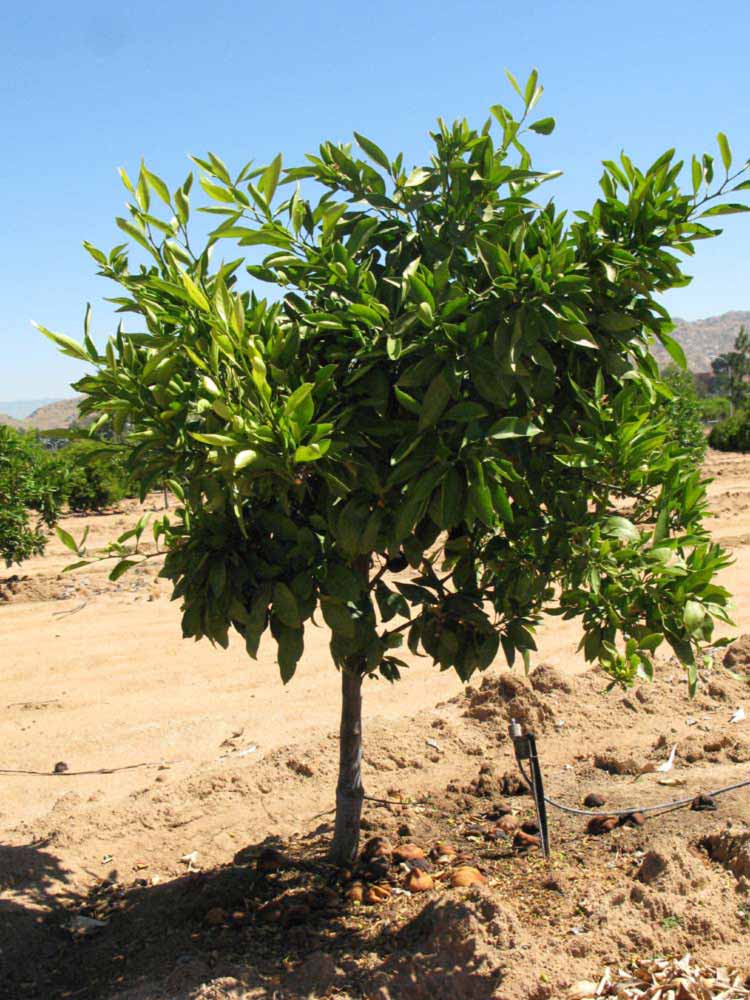            Habit (Riverside, CA)   